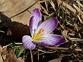 Liliaceae - Bulbocodium vernum_1